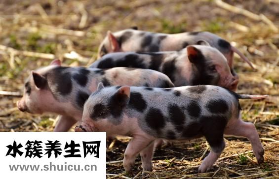 糖醋里脊热量