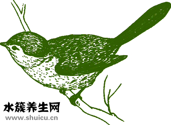 肾阴虚吃什么好