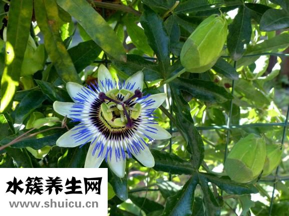 面部疤痕修复