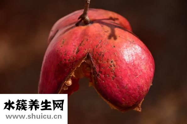 燕麦上火吗