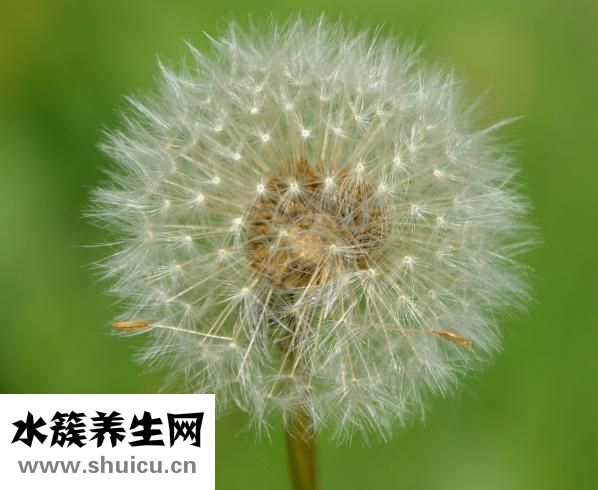 野生蒲公英图片