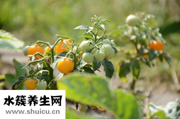 营养保健品