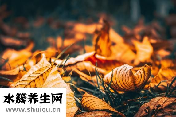 西葫芦能生吃吗