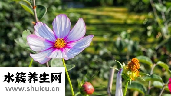 楮实子的别名