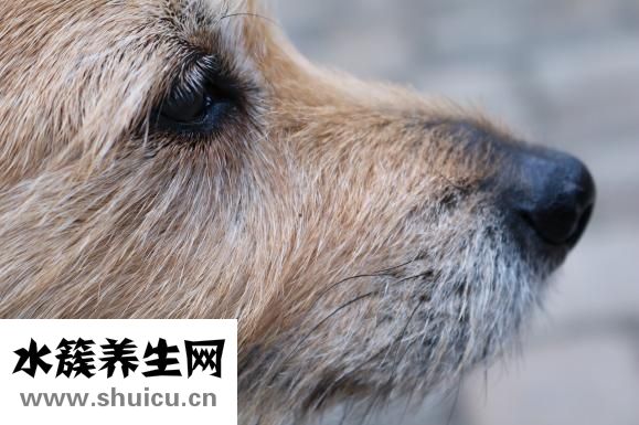 翼腭窝的位置图片