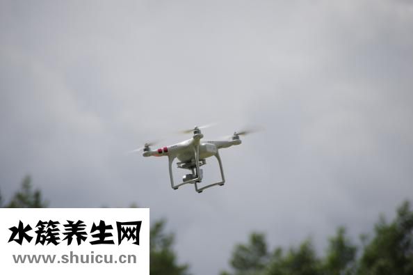 雄蜂蛹的功效与作用