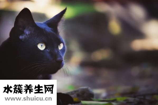 眼睛模糊怎么治疗