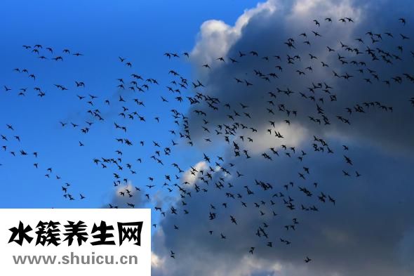 牙根发黑是怎么回事