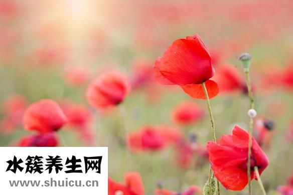 胃肠感冒吃什么
