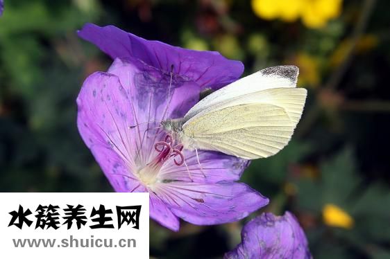 圆白菜图片