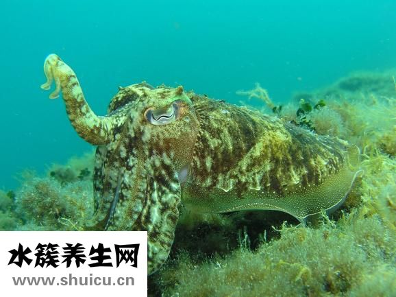 石头烤鱿鱼