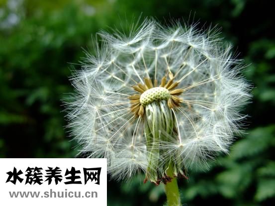 胎盘是什么
