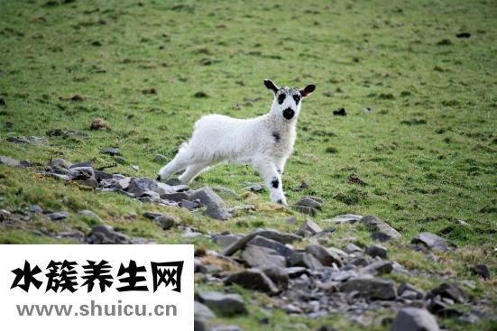 羊肉泡馍怎么做