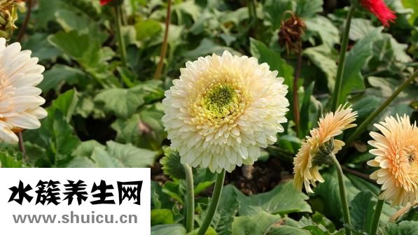 脖子上长痤疮
