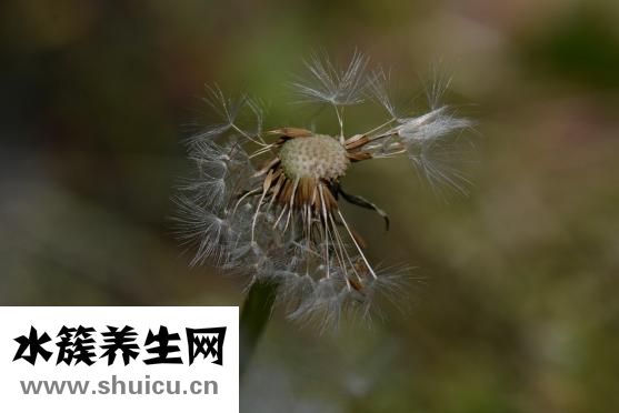 胎盘是什么