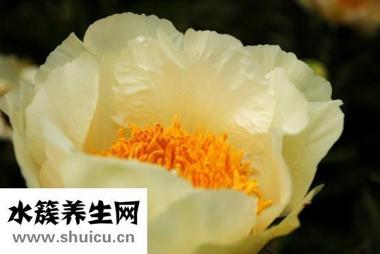 金鸡妇科凝胶