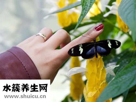 结甲是什么意思