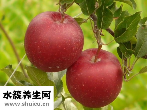 胃疼可以吃苹果吗