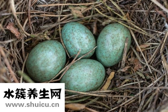 补血食物有大枣鸡蛋黑芝麻猪肝鱼虾