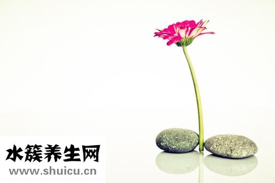 鱿鱼须的营养价值