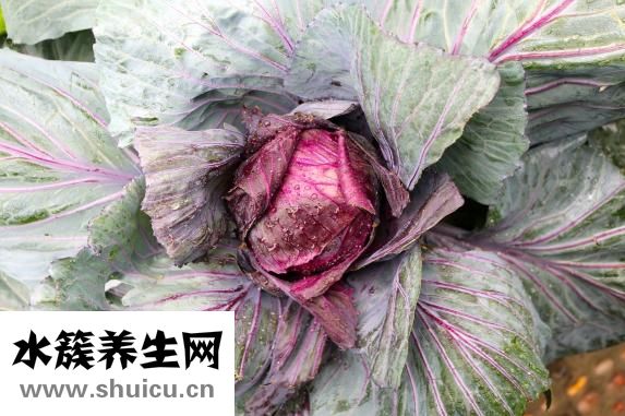 圆白菜图片