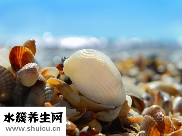 蛤蜊冬瓜汤