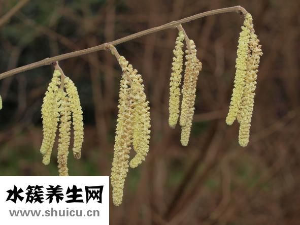 肾的形态和位置