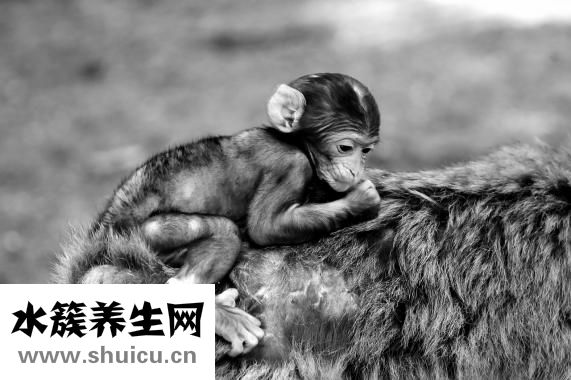 唐氏综合症是啥病