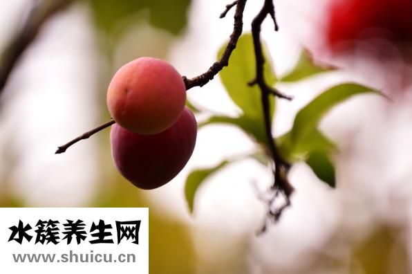 蓝莓能放多久