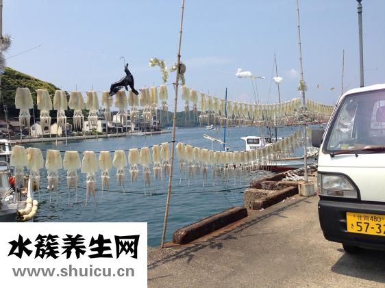 鱿鱼须的营养价值