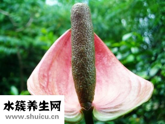 醋可以洗脸吗