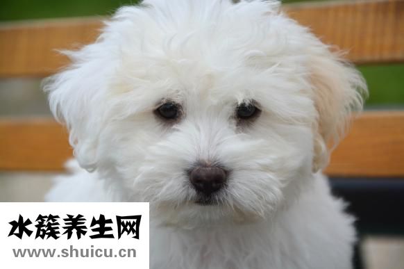 舌头上有白苔口臭