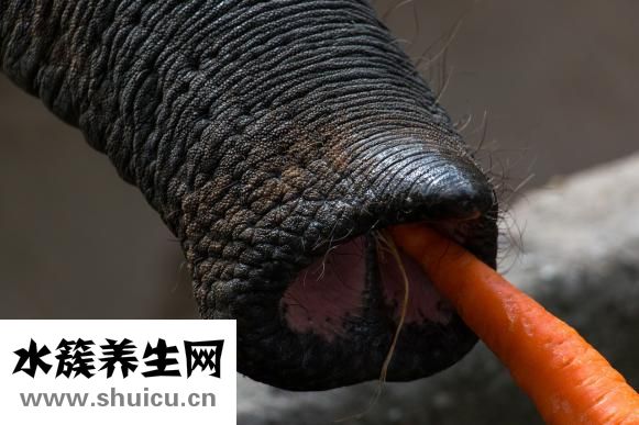 羊排汤怎么炖好喝