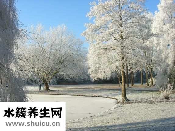 粘米是什么米