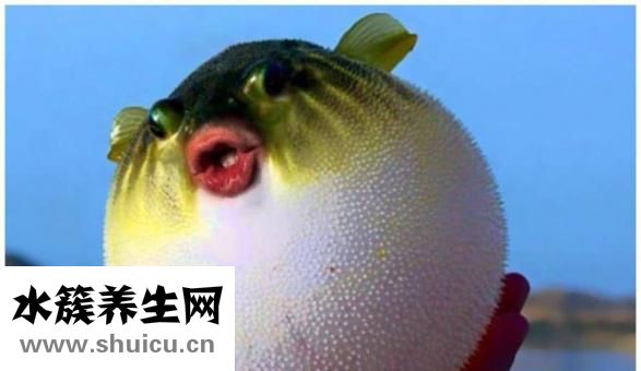 河豚怎么吃