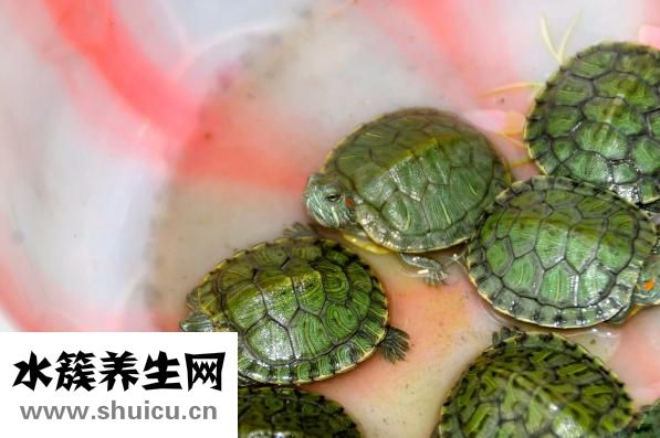 黄瓜冻了还能吃吗