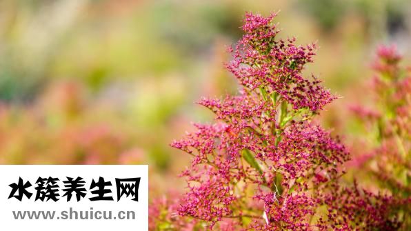 凉拌石花菜