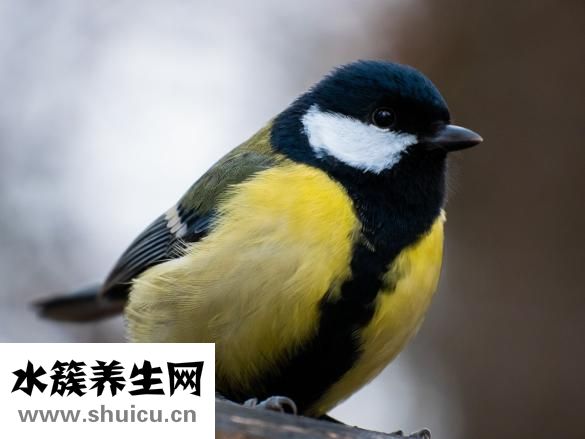 眼睛水肿怎么解决