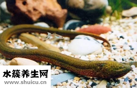 黄鳝和泥鳅的区别