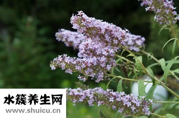 眼角鱼尾纹