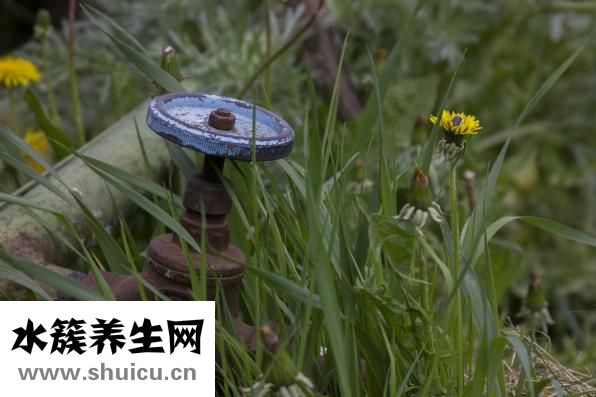 凉拌石花菜