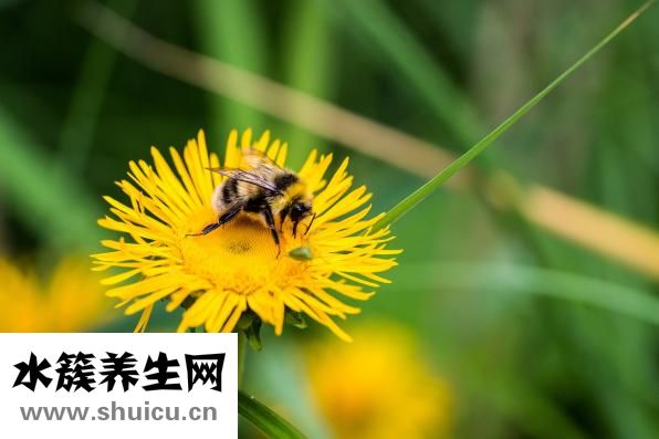 凉拌石花菜