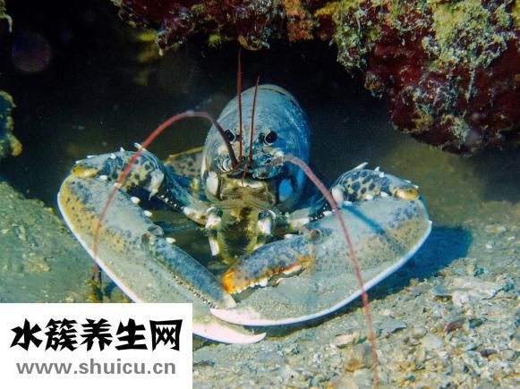 盱眙龙虾怎么读