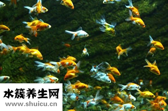 选择性失明