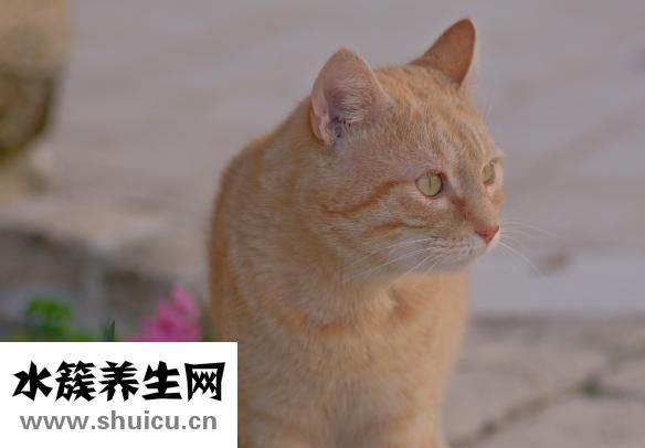 有效眼部去皱