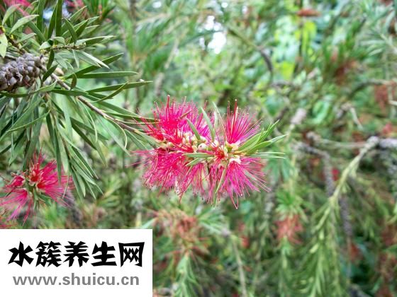 肺静脉异位引流