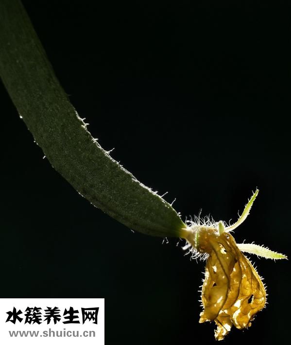 黄瓜冻了还能吃吗