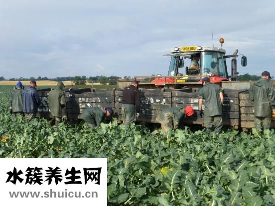 西兰花怎样做好吃
