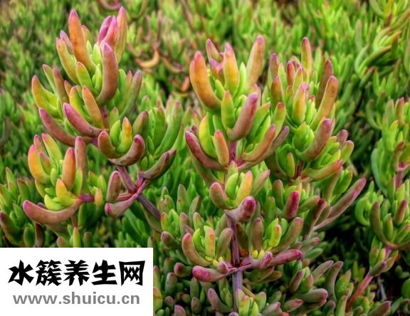 犀牛角鉴别