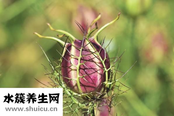 凉拌石花菜